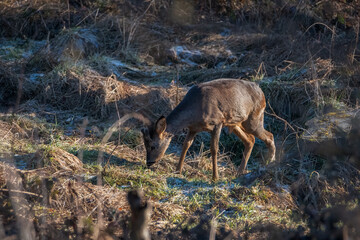 Deer on the green field. Deer in the grass. Capreolus capreolus. Deer in the forest