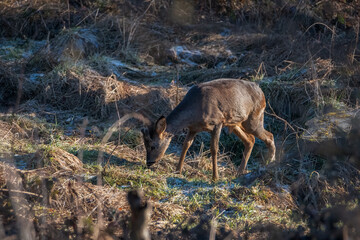 Obraz na płótnie Canvas Deer on the green field. Deer in the grass. Capreolus capreolus. Deer in the forest