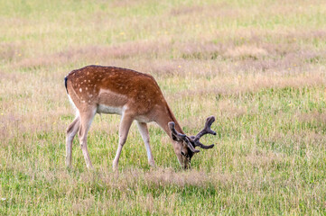 The Fallow Deer (Dama dama) in Poland