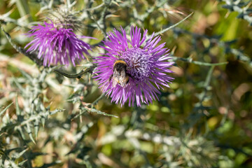 bee on thistle