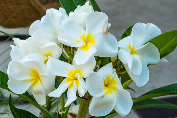 Plumeria on the plumeria tree, Frangipani tropical flowers