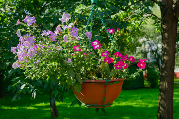 Hanging planters with purple flowers in a green garden
