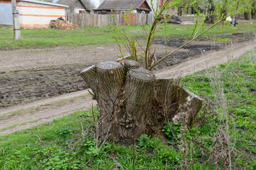Tree stump with young sprouts on the village street
