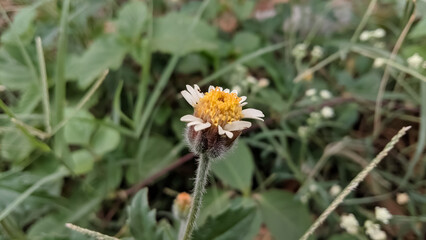 Close up beauty of yellow flower.