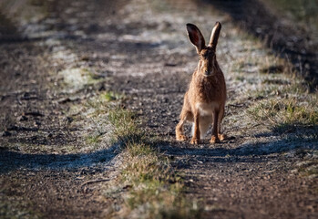 Naklejka na ściany i meble European brown hare. Lepus europaeus. European hare. Rabbit on the ground. Wild rabbit. European wild hare