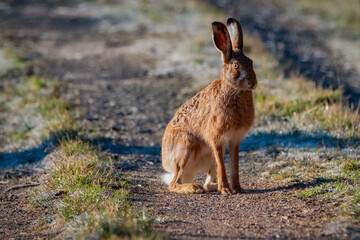 European brown hare. Lepus europaeus. European hare. Rabbit on the ground. Wild rabbit. European wild hare - obrazy, fototapety, plakaty