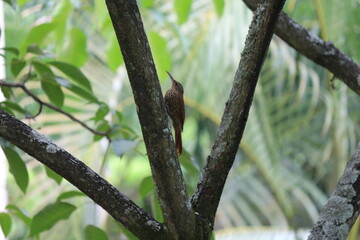 Pajaro en rama