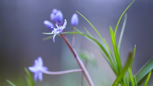 Scilla bifolia, the alpine squill or two-leaf squill, is a herbaceous perennial plant growing from an underground bulb belonging to the genus Scilla of the family Asparagaceae.
