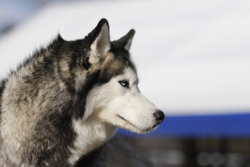 Husky dog enjoying the snow during cold winter