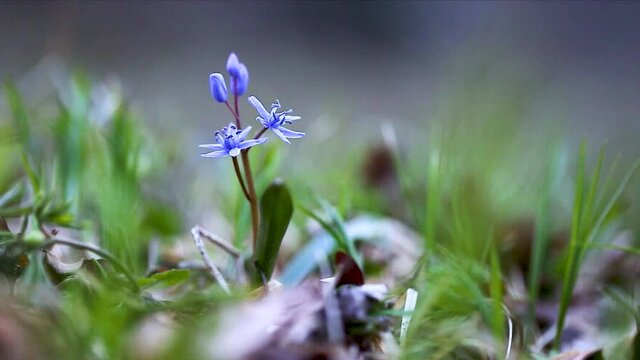 Scilla bifolia, the alpine squill or two-leaf squill, is a herbaceous perennial plant growing from an underground bulb belonging to the genus Scilla of the family Asparagaceae.