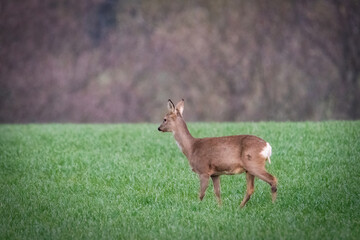 Deer on the green field. Deer in the grass. Capreolus capreolus. Deer in the forest