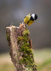 Tit on branch. Close-up of great tit. Parus major - birds-spring. 