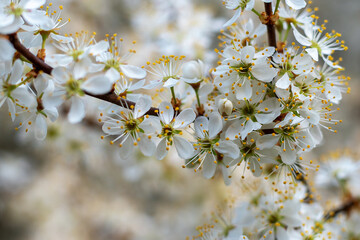 white cherry blossom