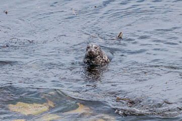 Fototapeta premium Common Seal (Phoca vitulina) at Chowiet Island, Semidi Islands, Alaska, USA