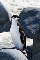 Fototapeta premium One single portrait of antarctica chinstrap penguin standing. Vertical photo.