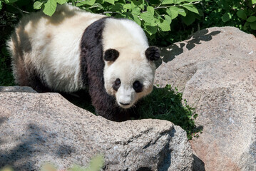 Fototapeta na wymiar Giant Panda (Ailuropoda melanoleuca)