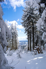 Widok w lesie zimą w piękny słoneczny dzień, góry w tle