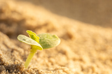 Macro leaves of sprout in blurred background. Renewal concept, sustainability. Sun light.
