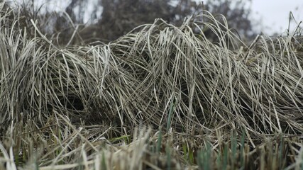 Close up view of mixed dry and green grass without people on empty meadow. Natural background, when winter is warm, springtime comes.