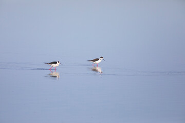 Cigüeñuela común​ (Himantopus himantopus) alimentándose en el agua al amanecer