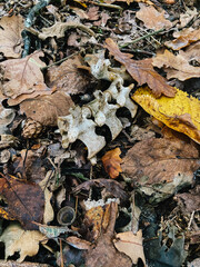 Wirbelsäule eines Rehs liegt im Wald auf herbstlichem Laub auf dem Boden
