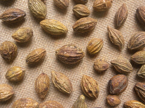 Raw whole dried Terminalia chebula fruit