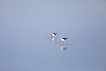 Cigüeñuela común​ (Himantopus himantopus) alimentándose en el agua al amanecer