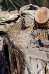 Banded Mongoose (Mungos mungo)