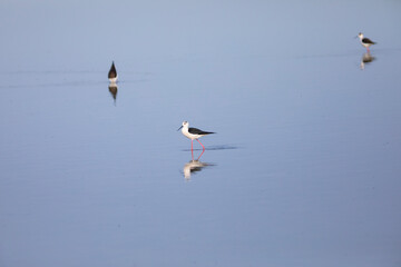 Cigüeñuela común​ (Himantopus himantopus) alimentándose en el agua al amanecer
