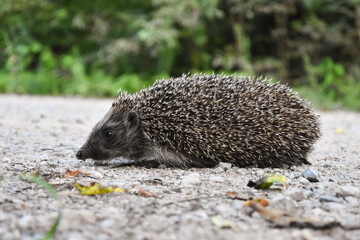 Hedgehog on a rustic road. Close-up shot of little hedgehog