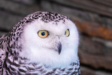 The snowy owl or Bubo scandiacus is a large, white bird of the true owl family. It is sometimes also referred to, more frequently, as the polar, white and the Arctic owl