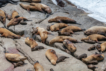 Naklejka premium Steller's Sea Lions (Eumetopias jubatus) at colony, Chowiet Island, Semidi Islands, Alaska, USA