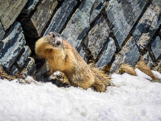 A marmot with yellow teeth playing in the snow next to the stony wall. Animal looks as its having a good time. Marmot looking for others to play. It looks a bit aggressive. Animals in natural habitat.
