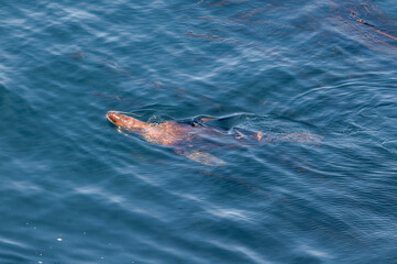 Fototapeta premium Fishing Steller's Sea Lions (Eumetopias jubatus) at sea, Chowiet Island, Semidi Islands, Alaska, USA
