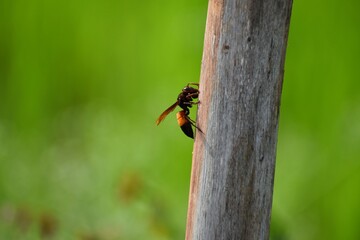 photo of a beautiful bee and flowers a sunny day.