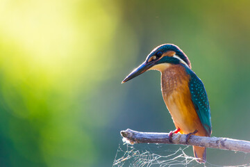 Common European Kingfisher or Alcedo atthis perched on a stick above the river and hunting for fish