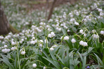 Fototapeta premium snowdrops bloomed in the forest