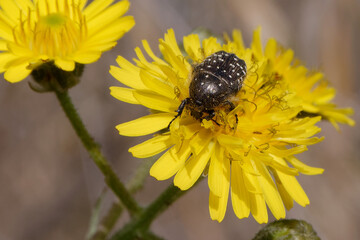 White spotted rose beetle (Oxythyrea funesta) on a flower