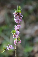 
common daphne bloomed in the forest wolfberry