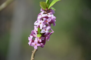 
common daphne bloomed in the forest wolfberry