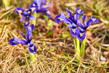 Spring first crocus flowers blooms in garden. Purple pulsatilla flowers close up blossom