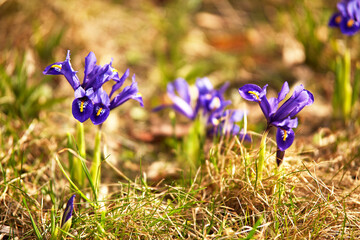 Spring first crocus flowers blooms in garden. Purple pulsatilla flowers close up blossom.