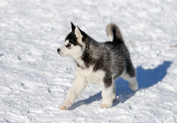 Portrait of a little siberian husky puppy, friendship forever and ever