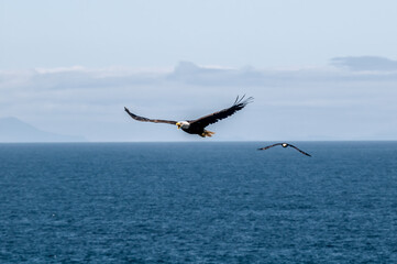 Bald Eagle (Haliaeetus leucocephalus) at Chowiet Island, Semidi Islands, Alaska, USA