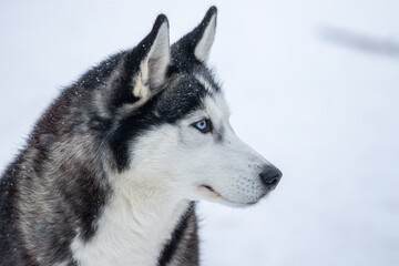 Portrait of a Siberian husky, friendship forever. Pet. Husky