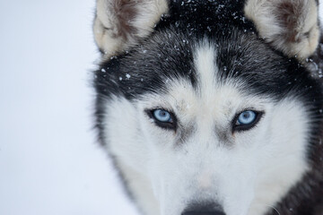 Portrait of a Siberian husky, friendship forever. Pet. Husky