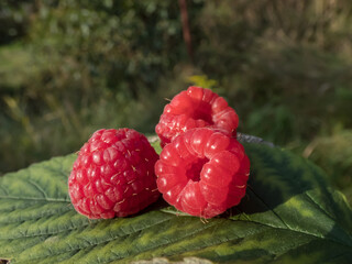 Three ripe red raspberries (Rubus idaeus) on a green leaf  with nature background