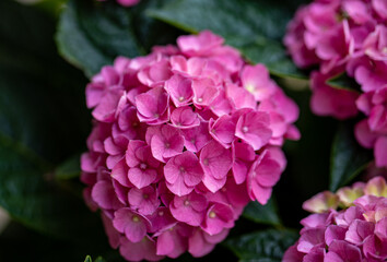  closeup of a beautiful pink hydrangea in garden