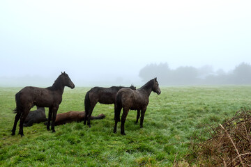 Horses on a green grass in a field, Fog in the background. Surreal atmosphere. Nature background.