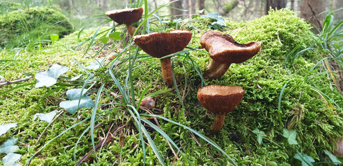 The brown mushrooms Lacrymaria lacrymabunda grow in green grass and moss.